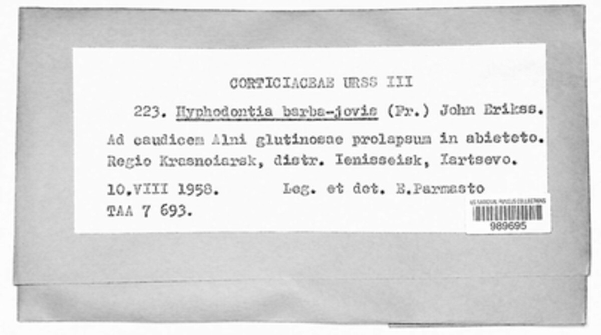 Hyphodontiaceae image